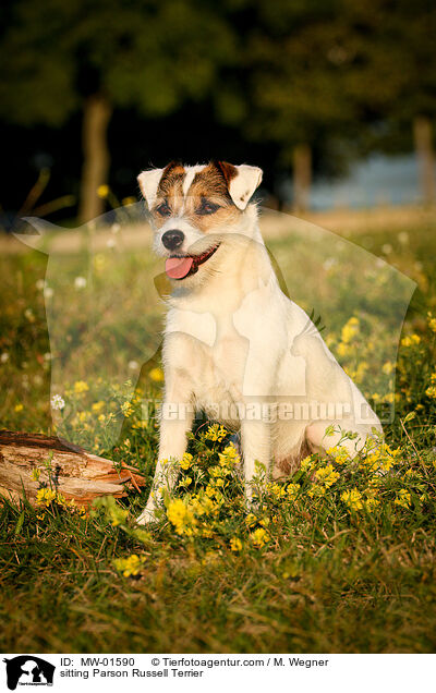 sitting Parson Russell Terrier / MW-01590