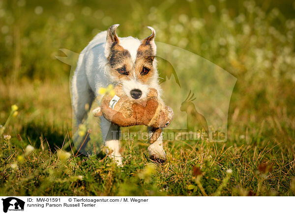 running Parson Russell Terrier / MW-01591