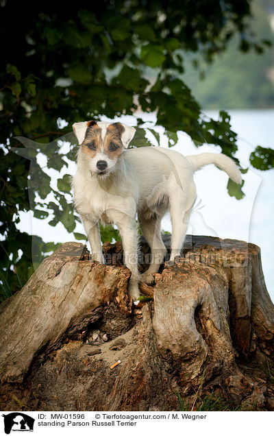 standing Parson Russell Terrier / MW-01596