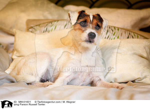 liegender Parson Russell Terrier / lying Parson Russell Terrier / MW-01601