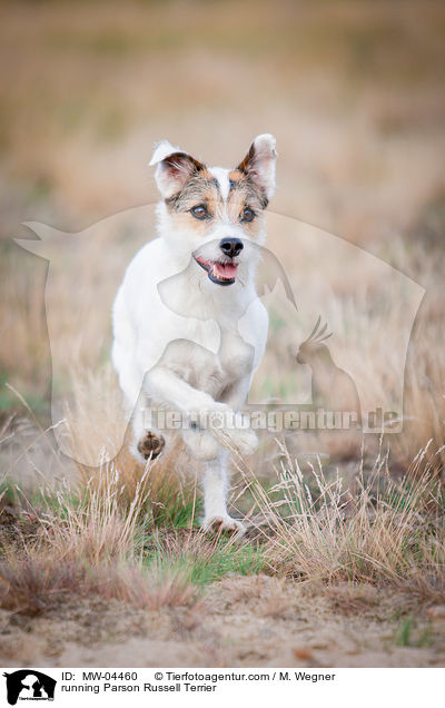 running Parson Russell Terrier / MW-04460