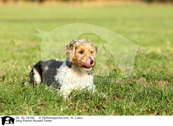 liegender Parson Russell Terrier / lying Parson Russell Terrier / KL-19192