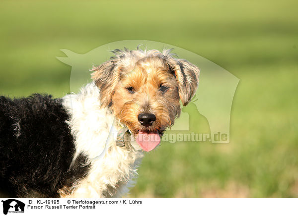 Parson Russell Terrier Portrait / KL-19195