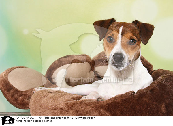 liegender Parson Russell Terrier / lying Parson Russell Terrier / SS-54207