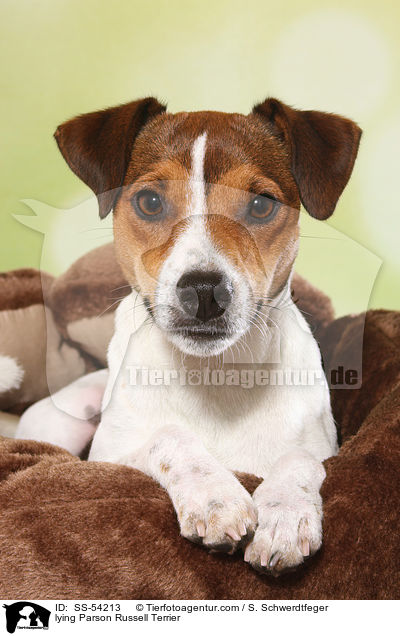 liegender Parson Russell Terrier / lying Parson Russell Terrier / SS-54213