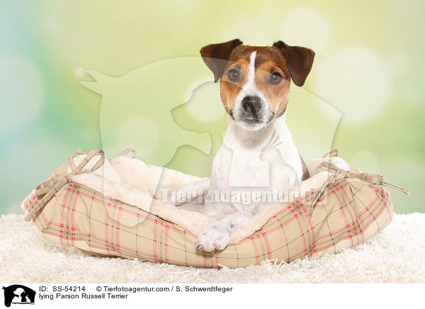 liegender Parson Russell Terrier / lying Parson Russell Terrier / SS-54214