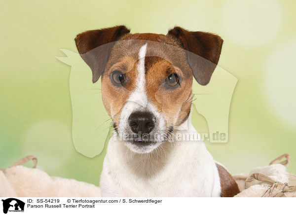 Parson Russell Terrier Portrait / Parson Russell Terrier Portrait / SS-54219