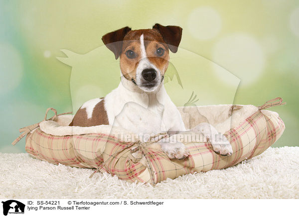 liegender Parson Russell Terrier / lying Parson Russell Terrier / SS-54221
