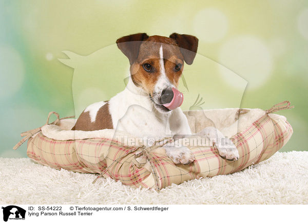 liegender Parson Russell Terrier / lying Parson Russell Terrier / SS-54222