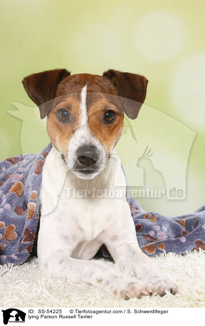 liegender Parson Russell Terrier / lying Parson Russell Terrier / SS-54225