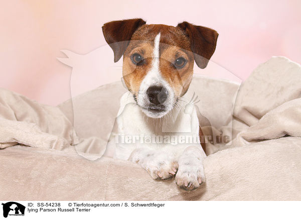 liegender Parson Russell Terrier / lying Parson Russell Terrier / SS-54238