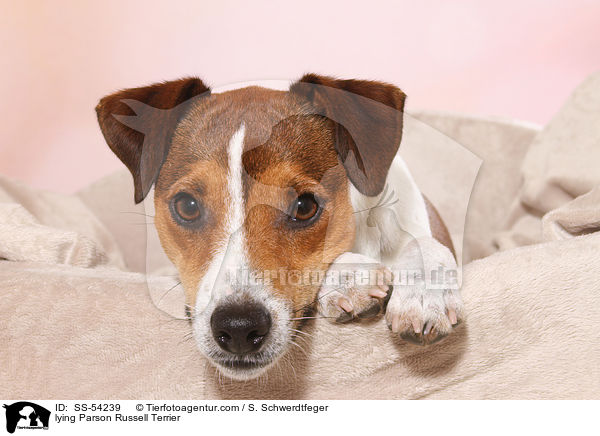 liegender Parson Russell Terrier / lying Parson Russell Terrier / SS-54239