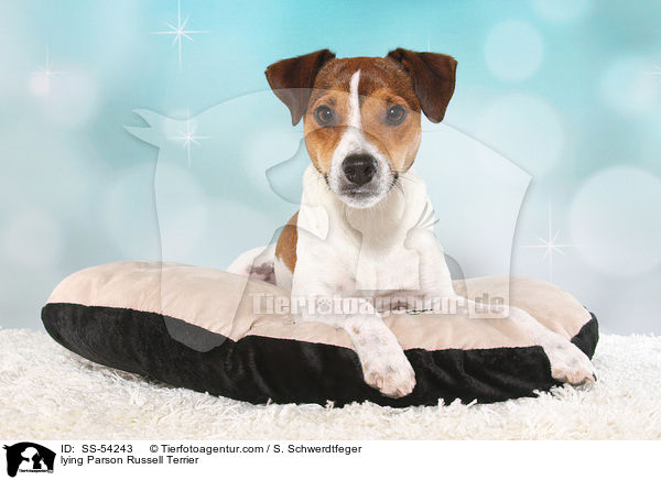 liegender Parson Russell Terrier / lying Parson Russell Terrier / SS-54243