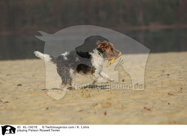 spielender Parson Russell Terrier / playing Parson Russell Terrier / KL-19216