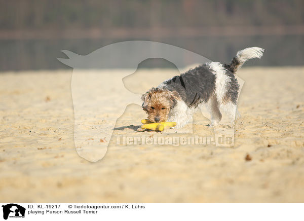 spielender Parson Russell Terrier / playing Parson Russell Terrier / KL-19217