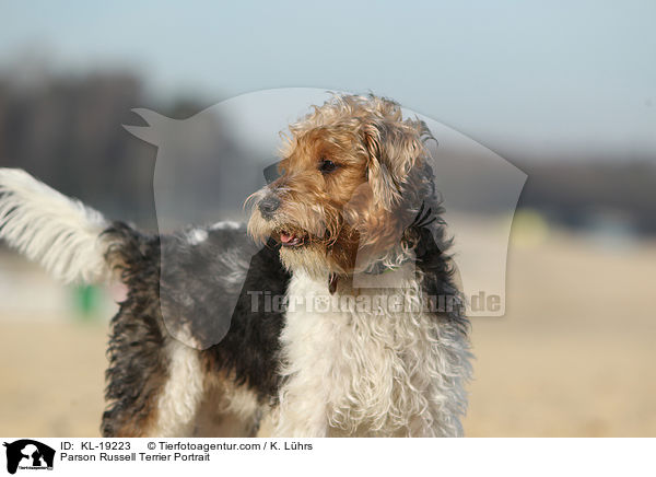 Parson Russell Terrier Portrait / Parson Russell Terrier Portrait / KL-19223