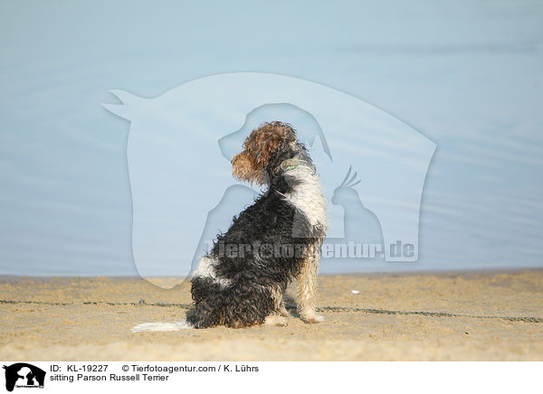 sitzender Parson Russell Terrier / sitting Parson Russell Terrier / KL-19227