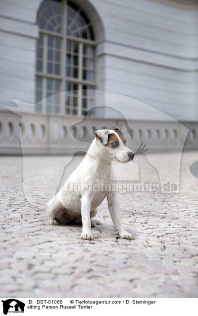 sitzender Parson Russell Terrier / sitting Parson Russell Terrier / DST-01068