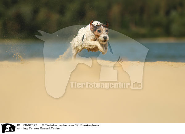 rennender Parson Russell Terrier / running Parson Russell Terrier / KB-02593