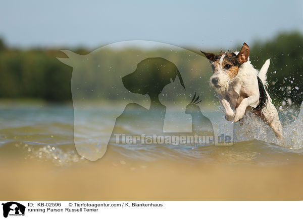 rennender Parson Russell Terrier / running Parson Russell Terrier / KB-02596