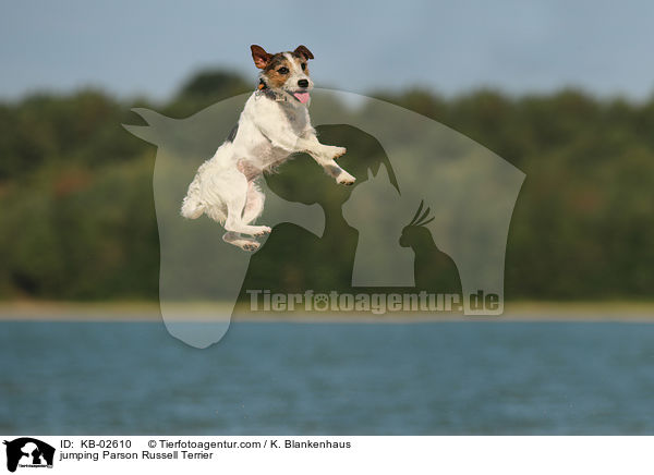 springender Parson Russell Terrier / jumping Parson Russell Terrier / KB-02610