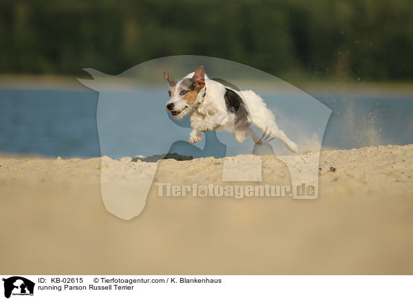 rennender Parson Russell Terrier / running Parson Russell Terrier / KB-02615