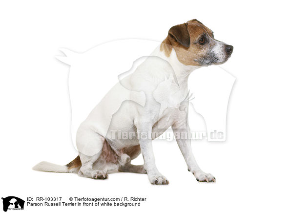 Parson Russell Terrier vor weiem Hintergrund / Parson Russell Terrier in front of white background / RR-103317