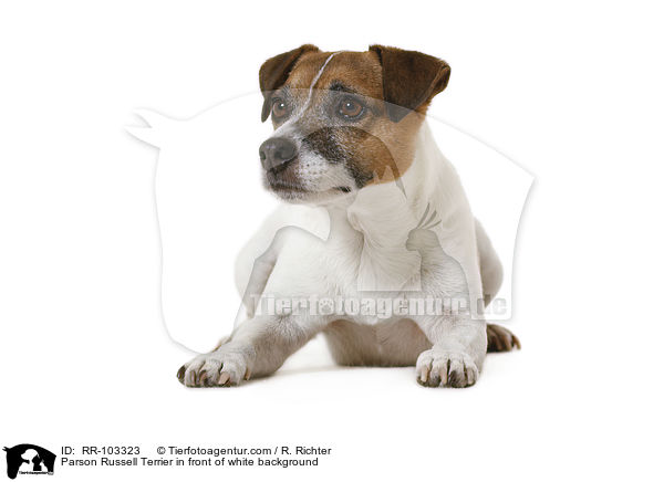 Parson Russell Terrier vor weiem Hintergrund / Parson Russell Terrier in front of white background / RR-103323