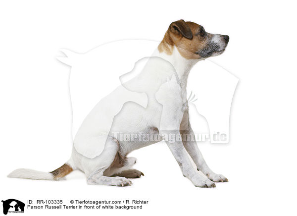 Parson Russell Terrier vor weiem Hintergrund / Parson Russell Terrier in front of white background / RR-103335