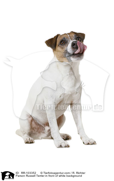 Parson Russell Terrier vor weiem Hintergrund / Parson Russell Terrier in front of white background / RR-103352