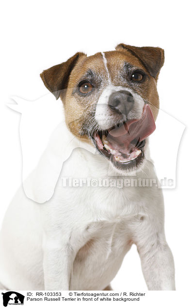 Parson Russell Terrier vor weiem Hintergrund / Parson Russell Terrier in front of white background / RR-103353