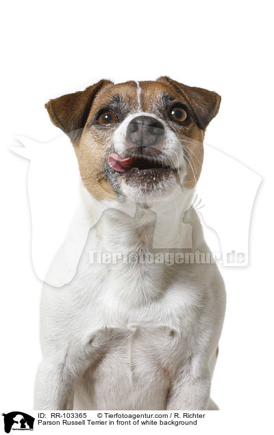Parson Russell Terrier vor weiem Hintergrund / Parson Russell Terrier in front of white background / RR-103365