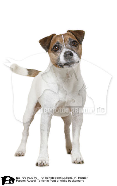 Parson Russell Terrier vor weiem Hintergrund / Parson Russell Terrier in front of white background / RR-103370