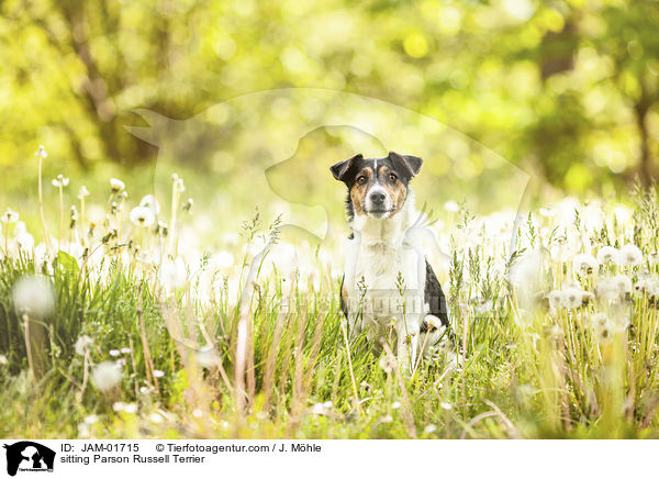 sitzender Parson Russell Terrier / sitting Parson Russell Terrier / JAM-01715