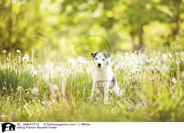 sitzender Parson Russell Terrier / sitting Parson Russell Terrier / JAM-01719