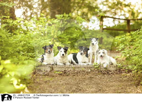 5 Parson Russell Terrier / 5 Parson Russell Terrier / JAM-01724