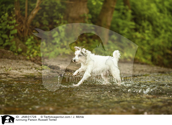 rennender Parson Russell Terrier / runnung Parson Russell Terrier / JAM-01728