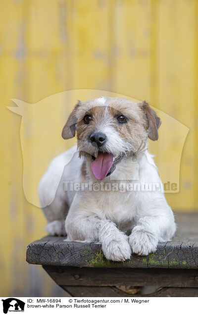 braun-weier Parson Russell Terrier / brown-white Parson Russell Terrier / MW-16894