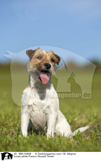 braun-weier Parson Russell Terrier / brown-white Parson Russell Terrier / MW-16898