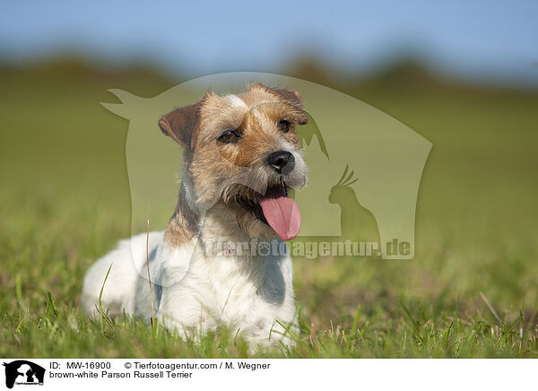 braun-weier Parson Russell Terrier / brown-white Parson Russell Terrier / MW-16900