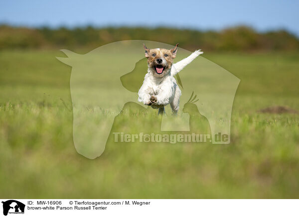 braun-weier Parson Russell Terrier / brown-white Parson Russell Terrier / MW-16906