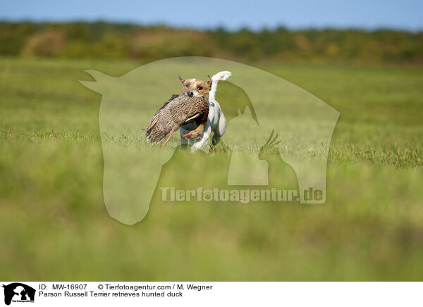 Parson Russell Terrier apportiert erlegte Ente / Parson Russell Terrier retrieves hunted duck / MW-16907