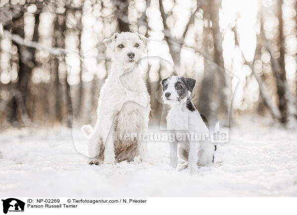 Parson Russell Terrier / Parson Russell Terrier / NP-02269