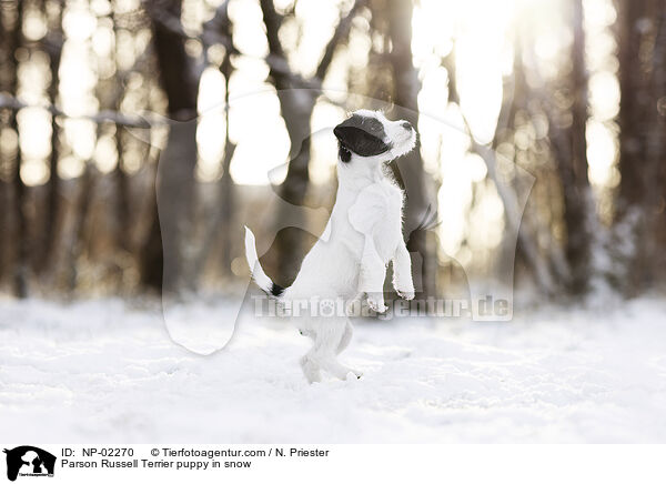 Parson Russell Terrier Welpe im Schnee / Parson Russell Terrier puppy in snow / NP-02270