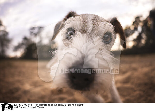 alter Parson Russell Terrier / old Parson Russell Terrier / SIB-02344