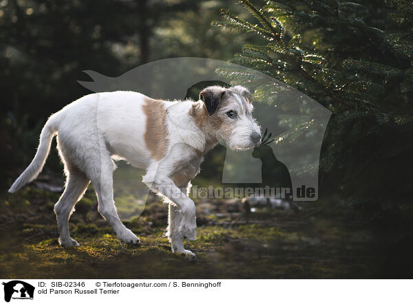 alter Parson Russell Terrier / old Parson Russell Terrier / SIB-02346