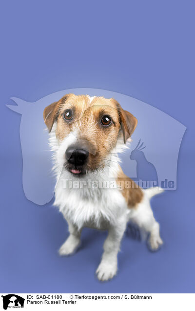 Parson Russell Terrier / Parson Russell Terrier / SAB-01180