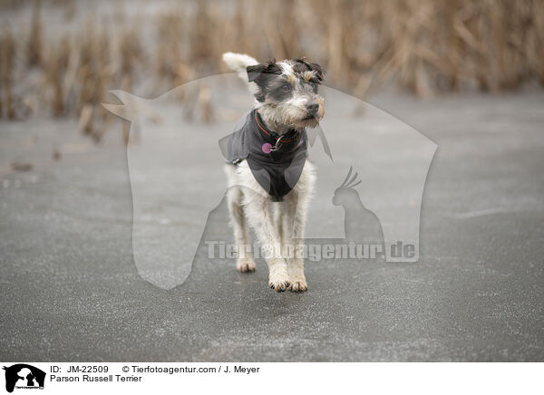 Parson Russell Terrier / Parson Russell Terrier / JM-22509