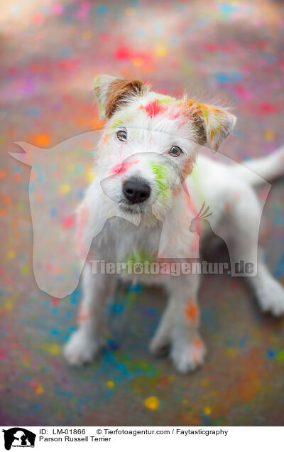 Parson Russell Terrier / Parson Russell Terrier / LM-01866