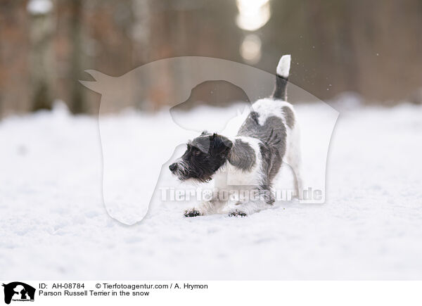 Parson Russell Terrier im Schnee / Parson Russell Terrier in the snow / AH-08784